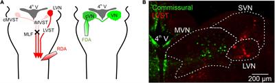 Perinatal development of central vestibular neurons in mice